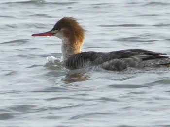 ウミアイサ ふなばし三番瀬海浜公園 2019年12月15日(日)