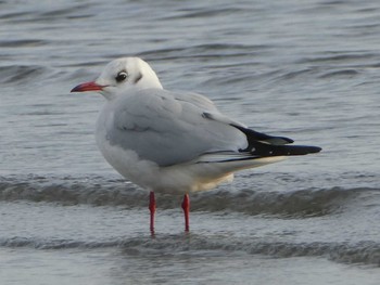 ユリカモメ ふなばし三番瀬海浜公園 2019年12月15日(日)