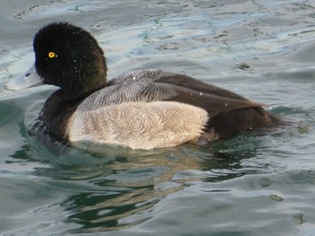 スズガモ ふなばし三番瀬海浜公園 2019年12月15日(日)