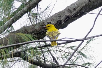 Black-naped Oriole Langkawi Island(General Area) Mon, 11/25/2019