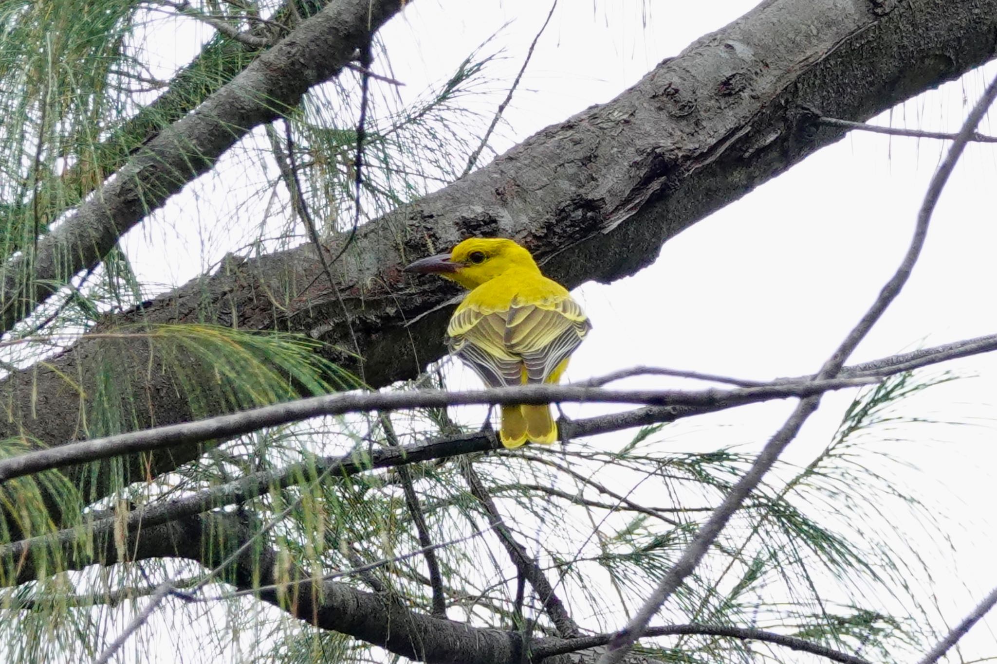 Photo of Black-naped Oriole at Langkawi Island(General Area) by のどか