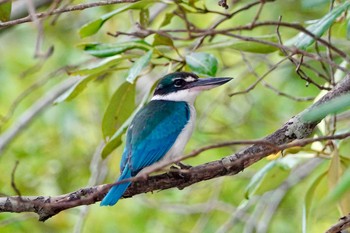 Collared Kingfisher Langkawi Island(General Area) Mon, 11/25/2019