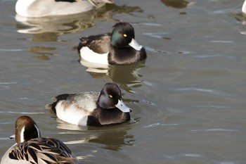 Lesser Scaup 瓢湖 Fri, 12/13/2019