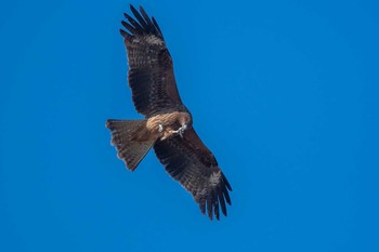 Black Kite 天満大池 Mon, 12/9/2019