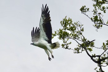 White-bellied Sea Eagle Langkawi Island(General Area) Mon, 11/25/2019