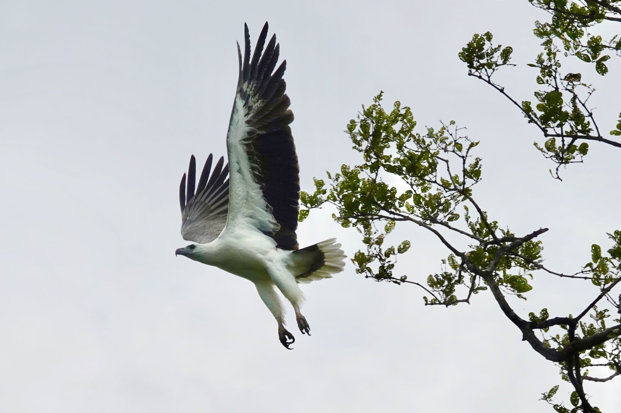 Photo of White-bellied Sea Eagle at Langkawi Island(General Area) by のどか