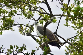 White-bellied Sea Eagle Langkawi Island(General Area) Mon, 11/25/2019