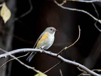 Red-flanked Bluetail 神奈川11 Sun, 12/1/2019