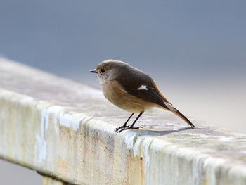 Daurian Redstart 神奈川11 Sun, 12/1/2019