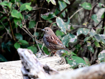 Japanese Accentor 神奈川11 Sun, 12/1/2019