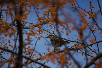 ツグミ 長野県（中信） 2019年12月6日(金)