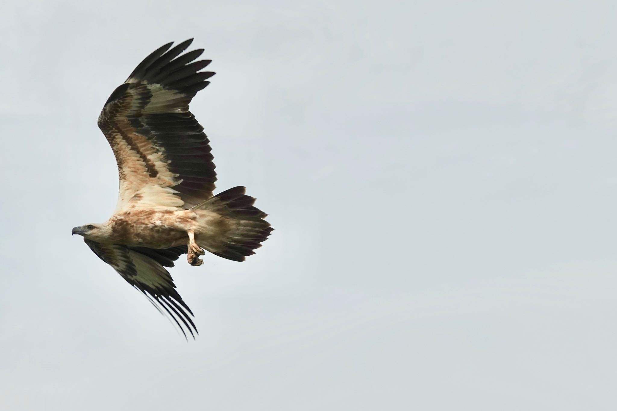 Photo of White-bellied Sea Eagle at Langkawi Island(General Area) by のどか