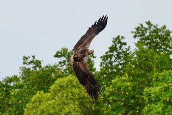 White-bellied Sea Eagle Langkawi Island(General Area) Mon, 11/25/2019