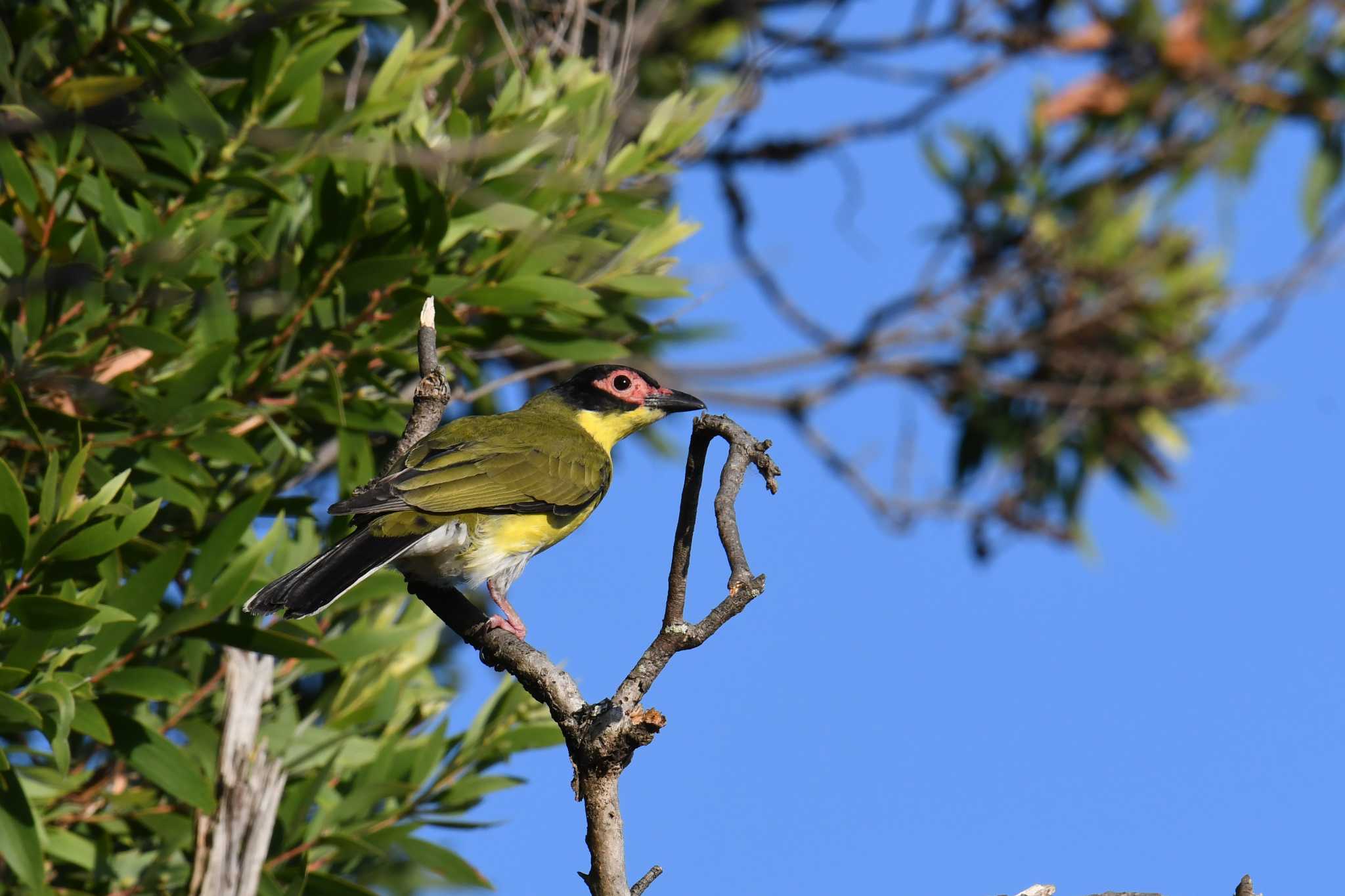 Australasian Figbird