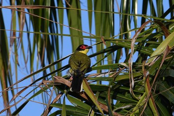 Australasian Figbird ケアンズ Sun, 10/13/2019