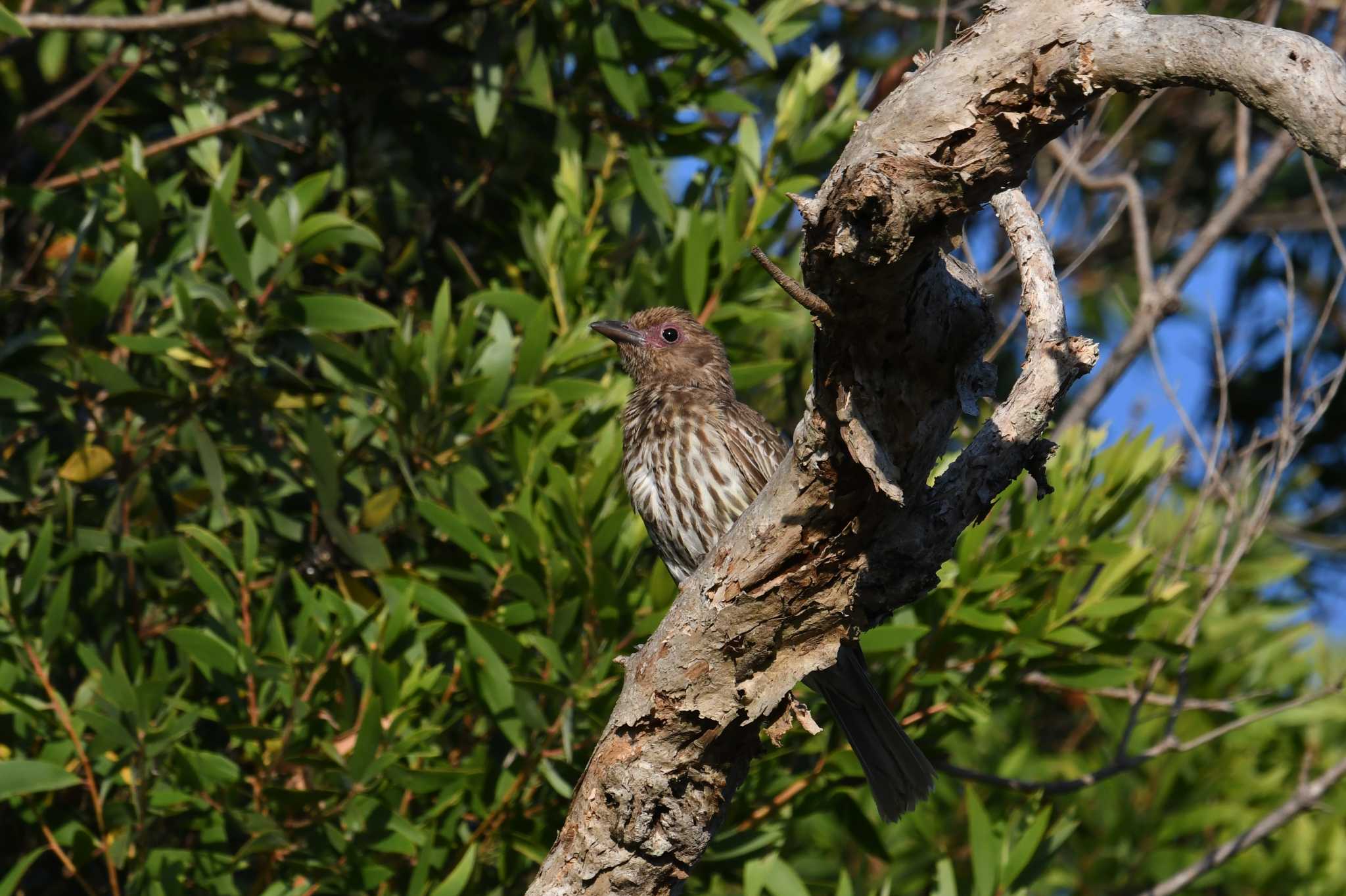 Australasian Figbird