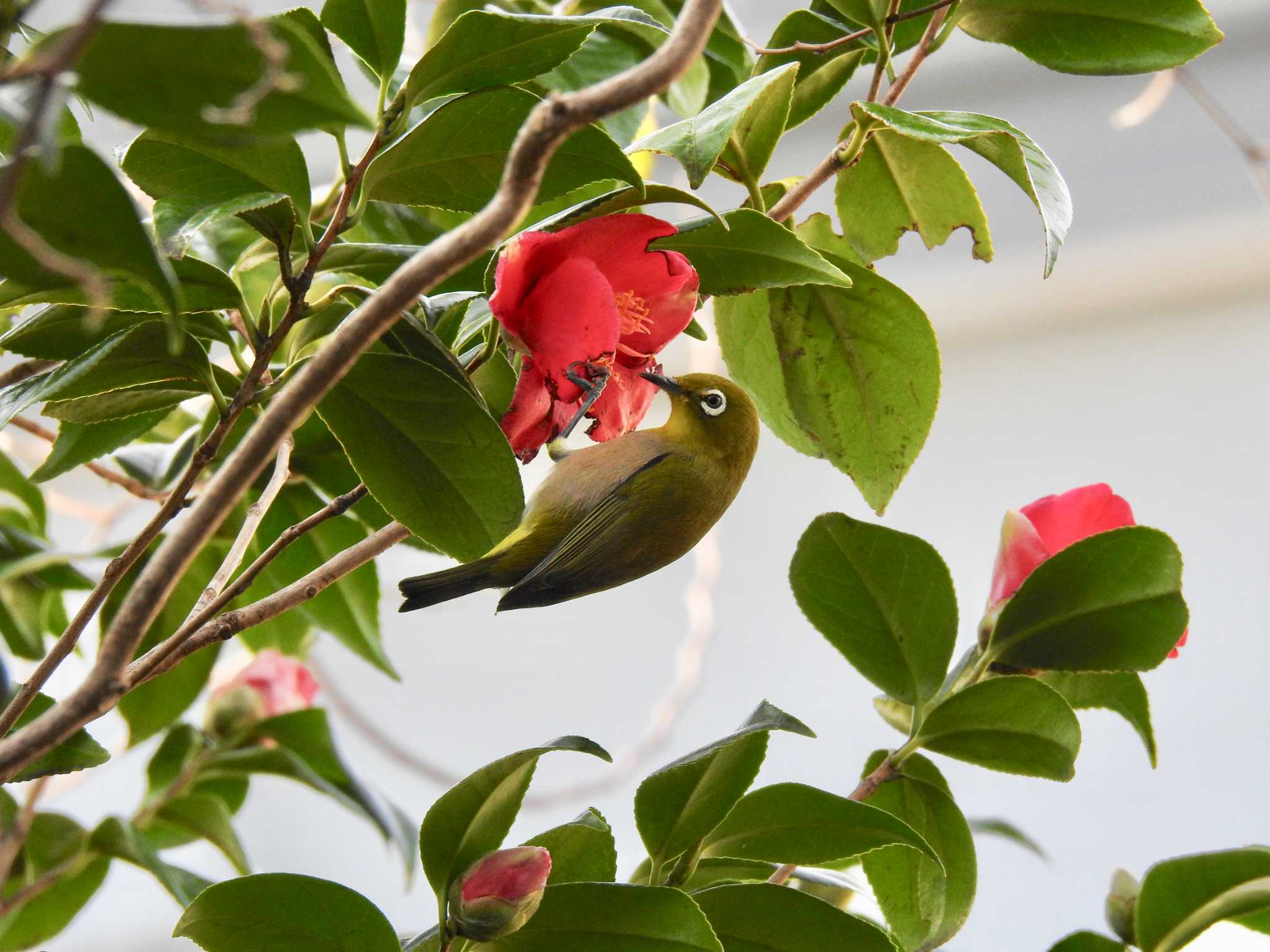 東京港野鳥公園 メジロの写真 by TK2