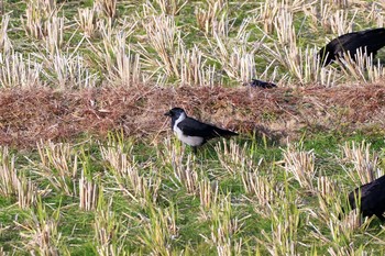 Daurian Jackdaw Izumi Crane Observation Center Sat, 12/14/2019