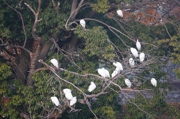 2019年12月18日(水) 黒池の野鳥観察記録