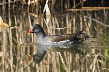 バン 場所が不明 2019年12月18日(水)