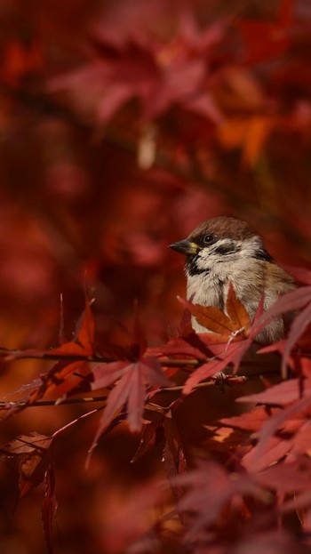 Eurasian Tree Sparrow 隅田公園 Sat, 12/14/2019