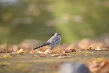 White Wagtail 隅田公園 Sat, 12/14/2019