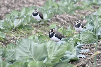 タゲリ 場所が不明 2019年12月18日(水)