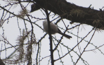 Long-tailed tit(japonicus) Maruyama Park Wed, 12/18/2019