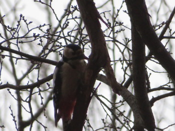 Great Spotted Woodpecker Maruyama Park Wed, 12/18/2019