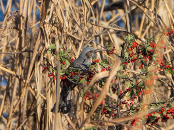 Brown-eared Bulbul 芝川第一調節池(芝川貯水池) Sun, 12/8/2019