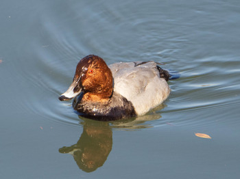 Common Pochard 芝川第一調節池(芝川貯水池) Sun, 12/8/2019