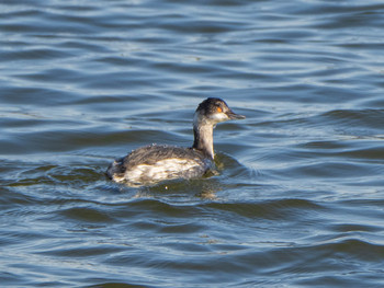 Black-necked Grebe 芝川第一調節池(芝川貯水池) Sun, 12/8/2019