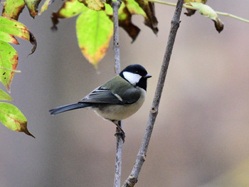 Japanese Tit 東京26 Sat, 12/7/2019