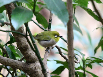 Warbling White-eye 東京26 Sat, 12/7/2019