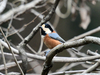 Varied Tit 東京26 Sat, 12/7/2019