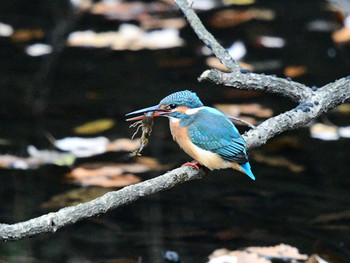 Common Kingfisher 東京26 Sat, 12/7/2019