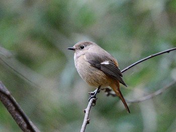 Daurian Redstart 東京26 Sat, 12/7/2019