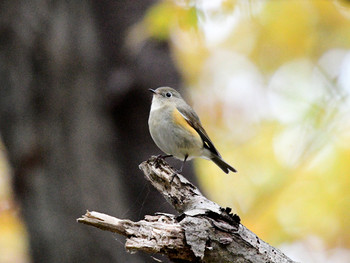 Red-flanked Bluetail 東京26 Sat, 12/7/2019