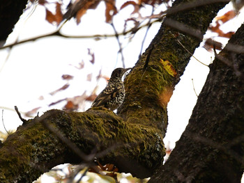 White's Thrush 東京26 Sat, 12/7/2019