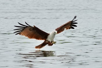 Brahminy Kite Langkawi Island(General Area) Mon, 11/25/2019