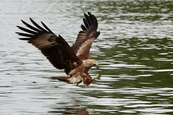 Brahminy Kite Langkawi Island(General Area) Mon, 11/25/2019