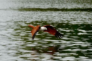 Brahminy Kite