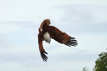 Brahminy Kite Langkawi Island(General Area) Mon, 11/25/2019