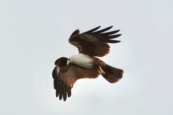 Brahminy Kite Langkawi Island(General Area) Mon, 11/25/2019