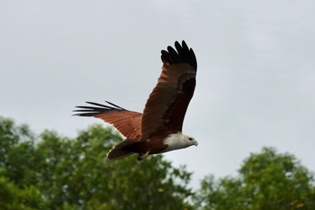 Brahminy Kite Langkawi Island(General Area) Mon, 11/25/2019