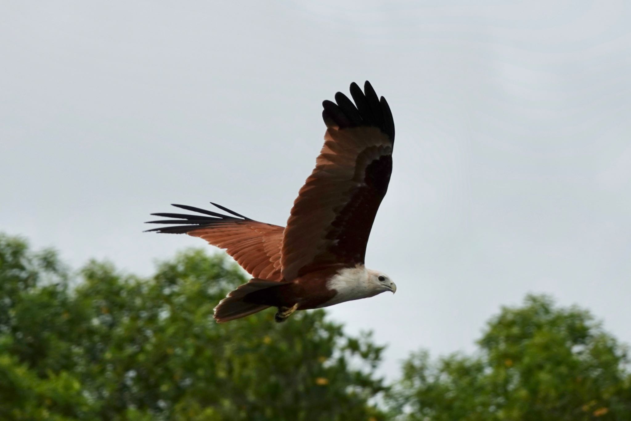 Photo of Brahminy Kite at Langkawi Island(General Area) by のどか