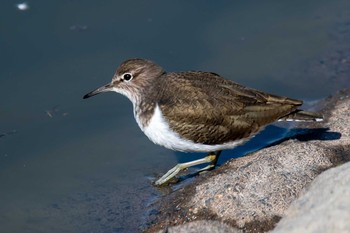 Common Sandpiper 天満大池 Mon, 12/9/2019