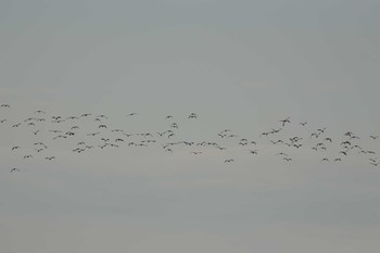 Northern Lapwing Unknown Spots Fri, 12/13/2019