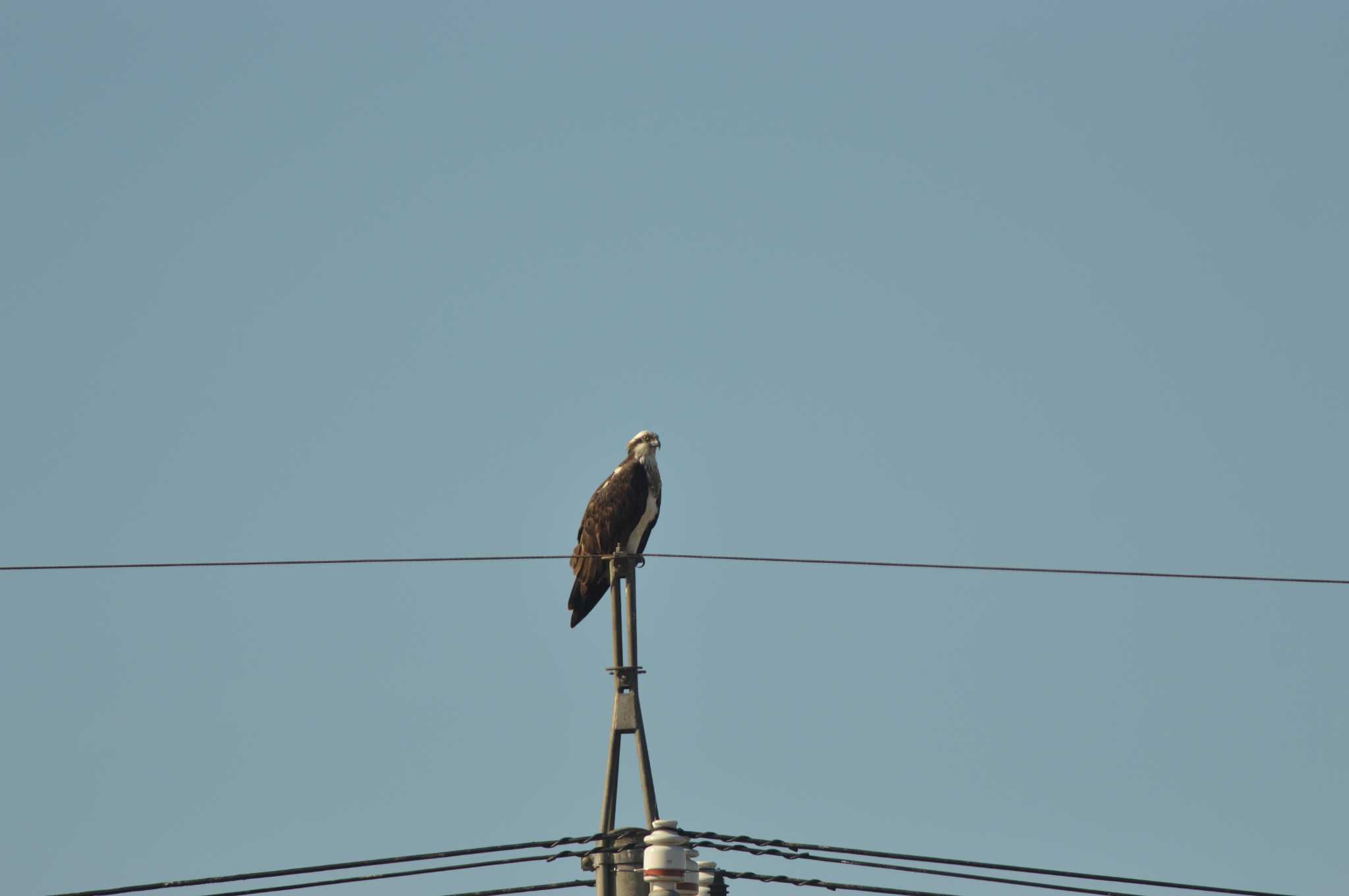 Osprey