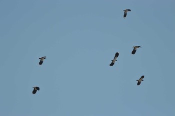 Northern Lapwing 石川県 Fri, 12/13/2019